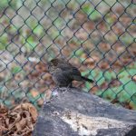 Bild Natur im Kiez Amsel
