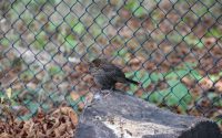 Bild Natur im Kiez Amsel