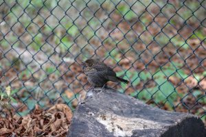 Bild Natur im Kiez Amsel